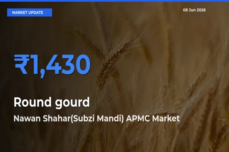 Nawan Shahar(Subzi Mandi) APMC Leads as Top Mandi for Round gourd Prices