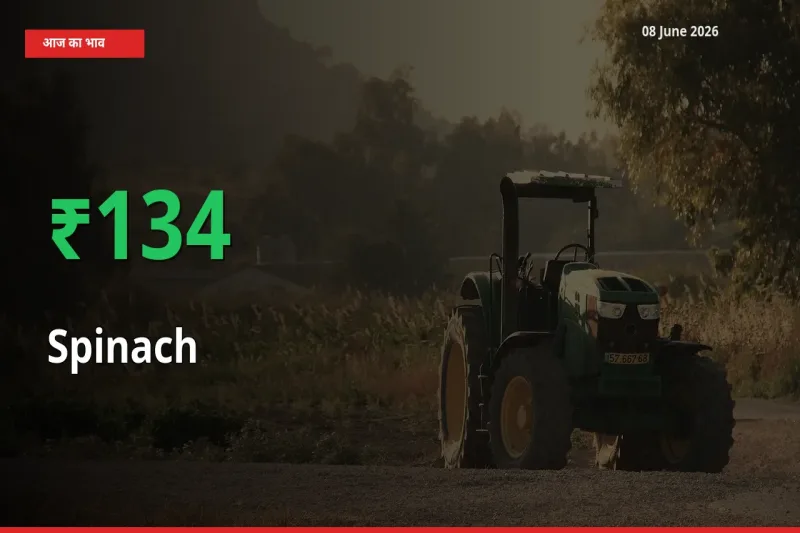 किसानों के लिए खुशखबरी! स्थानीय मंडी में पालक 133.84% उछला