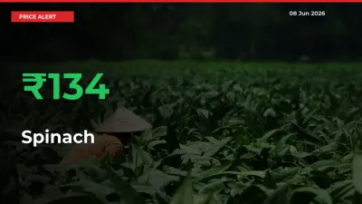 Spinach Prices Rise 133.84% in a Day at Major Mandis