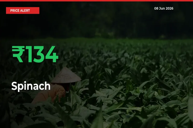 Spinach Prices Rise 133.84% in a Day at Major Mandis