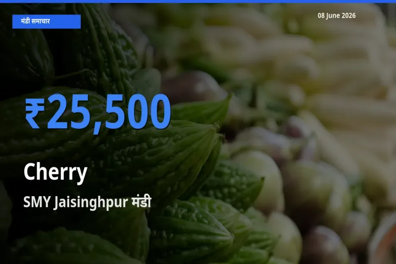 08 June अपडेट: चेरी के सबसे ऊँचे दाम SMY Jaisinghpur मंडी में