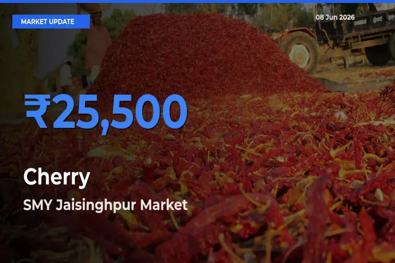 SMY Jaisinghpur Tops Cherry Mandi Rates Today