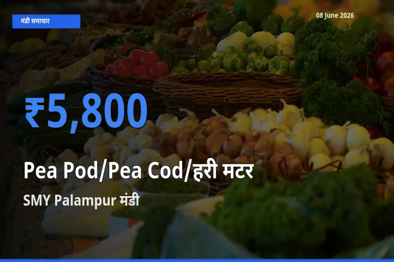 SMY Palampur मंडी में आज मटर की फली के सबसे ऊँचे दाम दर्ज