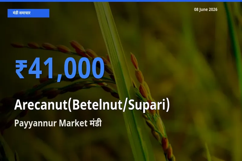 आज सुपारी के सबसे ऊँचे दाम ₹41,000 Payyannur Market मंडी में