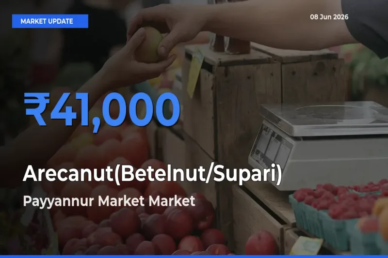 Payyannur Market Tops Arecanut(Betelnut/Supari) Mandi Rates Today