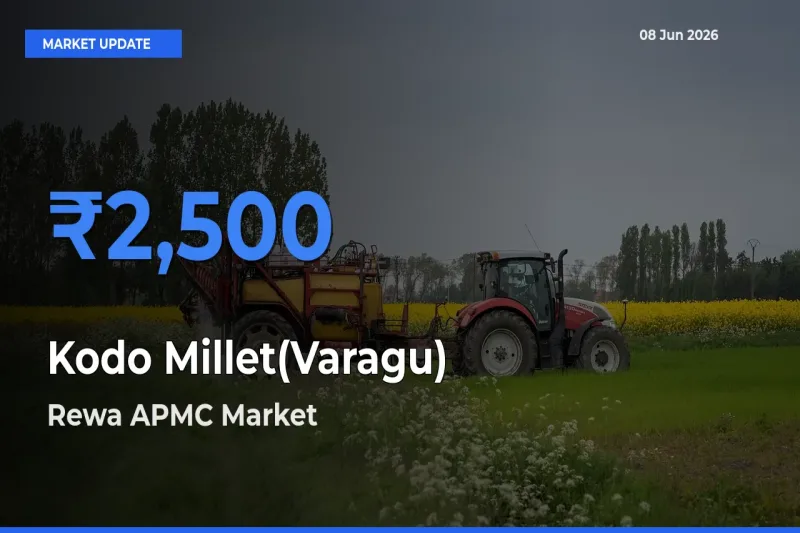 Rewa APMC Records Highest ₹2,500 Rate for Kodo Millet(Varagu)