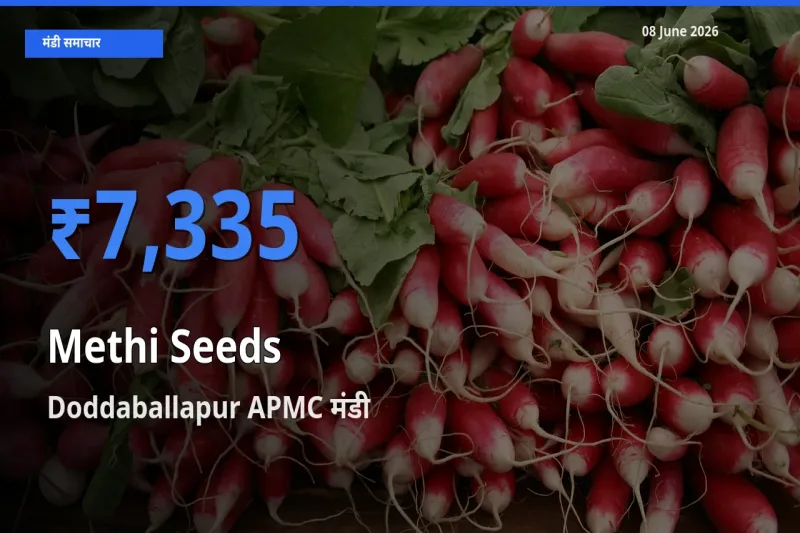 किसानों की पसंद बना Doddaballapur APMC, मेथी दाना के सबसे अच्छे दाम