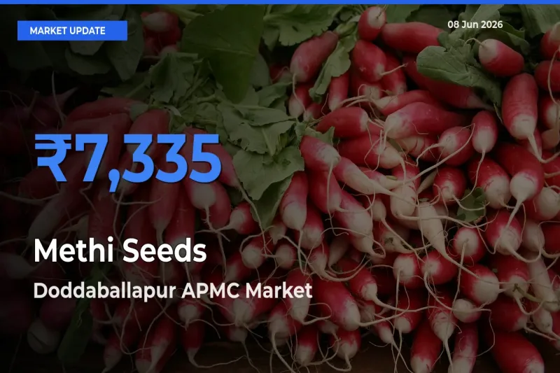 Doddaballapur APMC Records Highest ₹7,335 Rate for Methi Seeds