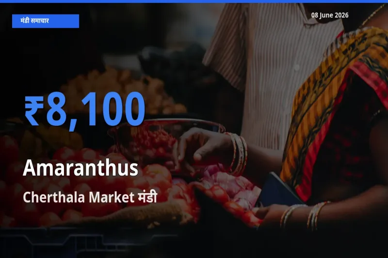 Cherthala Market मंडी में आज चौलाई के सबसे ऊँचे दाम दर्ज