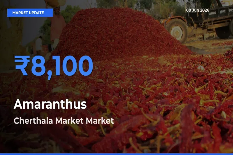 Cherthala Market Leads as Top Mandi for Amaranthus Prices