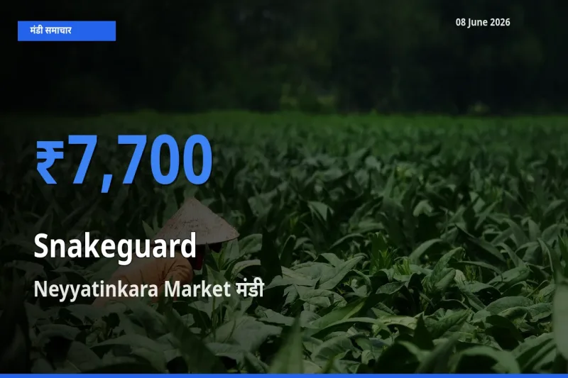 आज चिचिंडा (नागफनी लौकी) के सबसे ऊँचे दाम ₹7,700 Neyyatinkara Market मंडी में