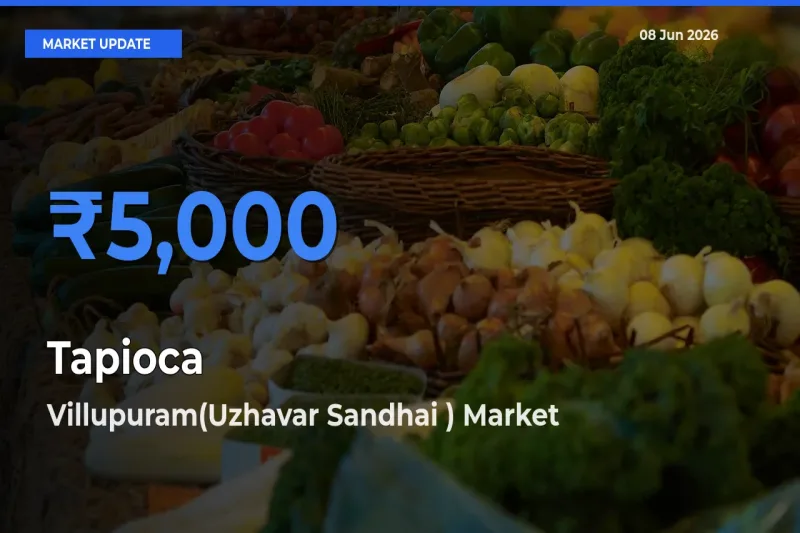 Villupuram(Uzhavar Sandhai ) Records Highest ₹5,000 Rate for Tapioca