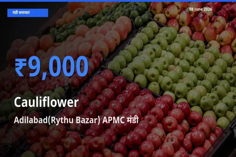 आज फूलगोभी के सबसे ज़्यादा दाम Adilabad(Rythu Bazar) APMC मंडी में दर्ज