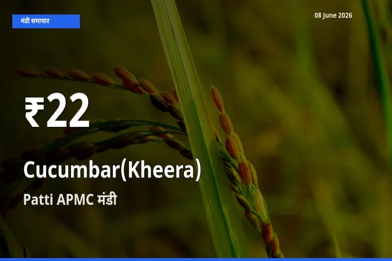 खीरा के दाम 30 दिनों के सबसे निचले स्तर पर, Patti APMC