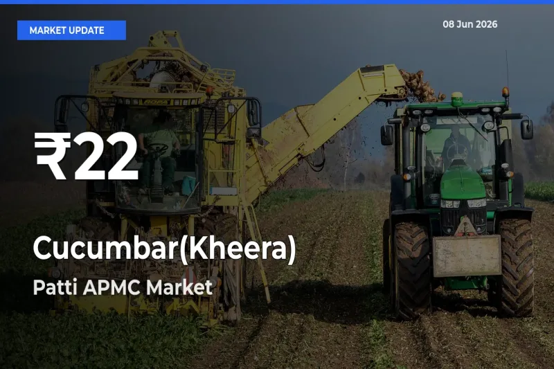 Cucumbar(Kheera) Prices Touch 30-Day Low in Patti APMC – June 08 Update