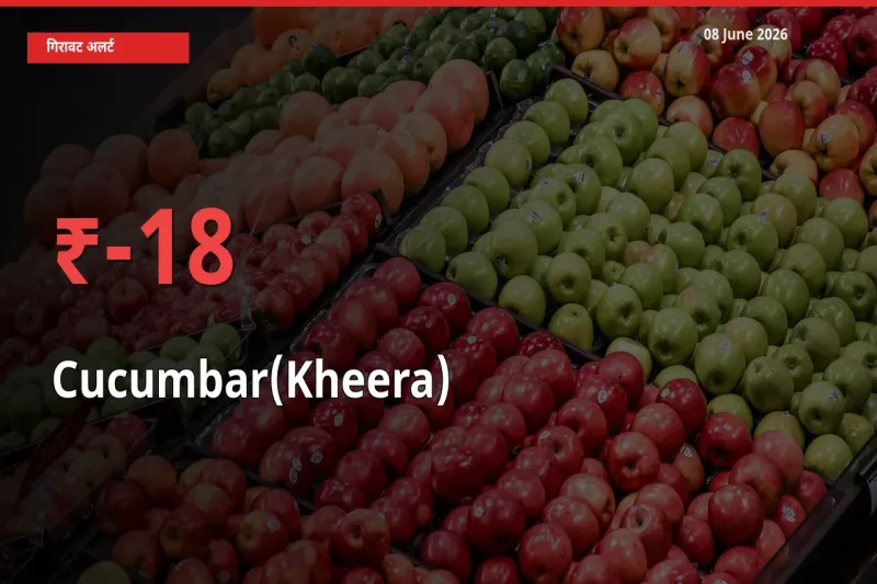 खीरा के दाम प्रमुख मंडी में 17.58% गिरे, 24 घंटे में बड़ा बदलाव