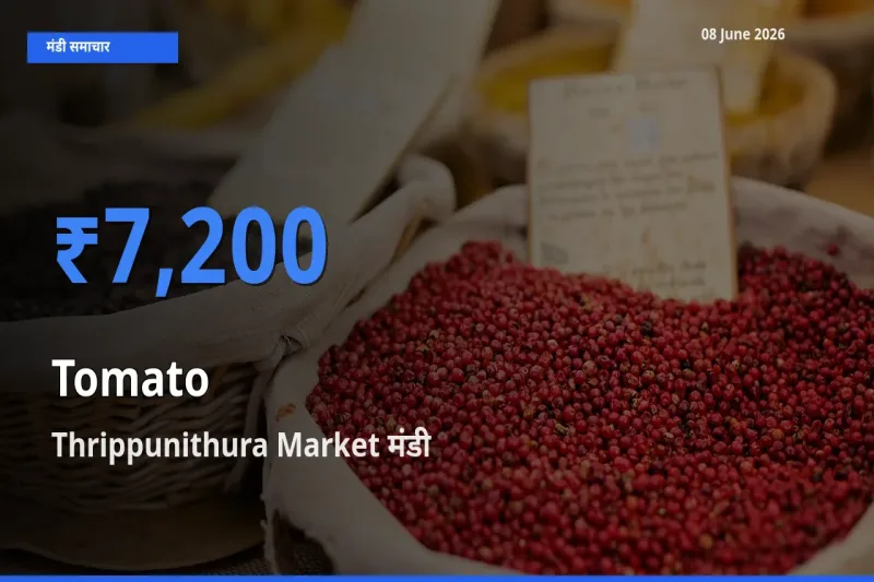 टॉप मंडी बना Thrippunithura Market! टमाटर के सबसे ऊँचे दाम यहीं दर्ज
