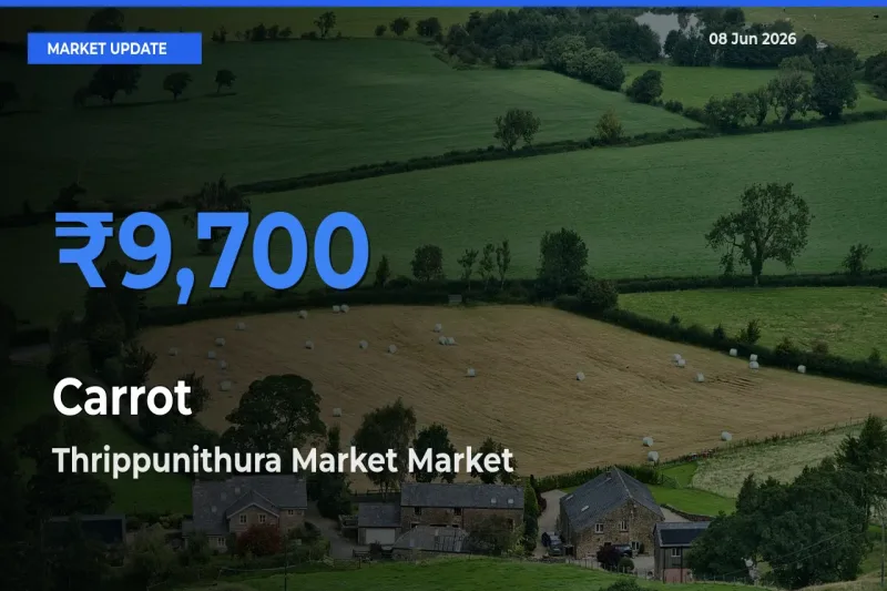 Top Performer! Thrippunithura Market Offers Best Carrot Price Today