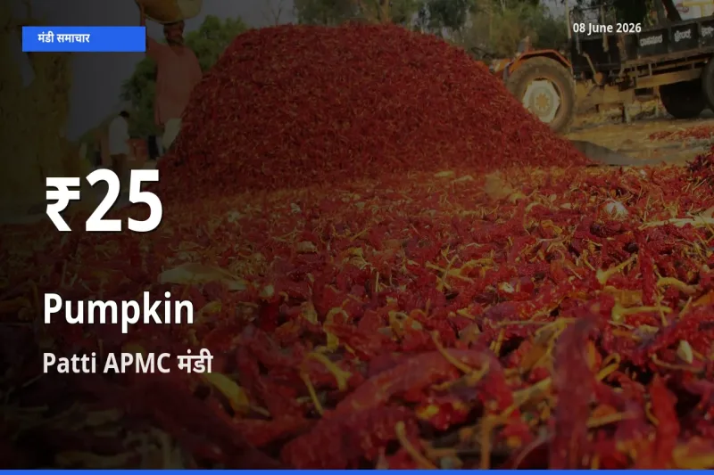 Patti APMC में कद्दू के दाम 30 दिन के न्यूनतम स्तर पर, आज का मंडी भाव देखें