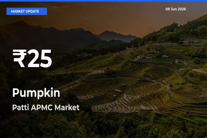 Farmers Concerned as Pumpkin Hits 30-Day Low in Patti APMC