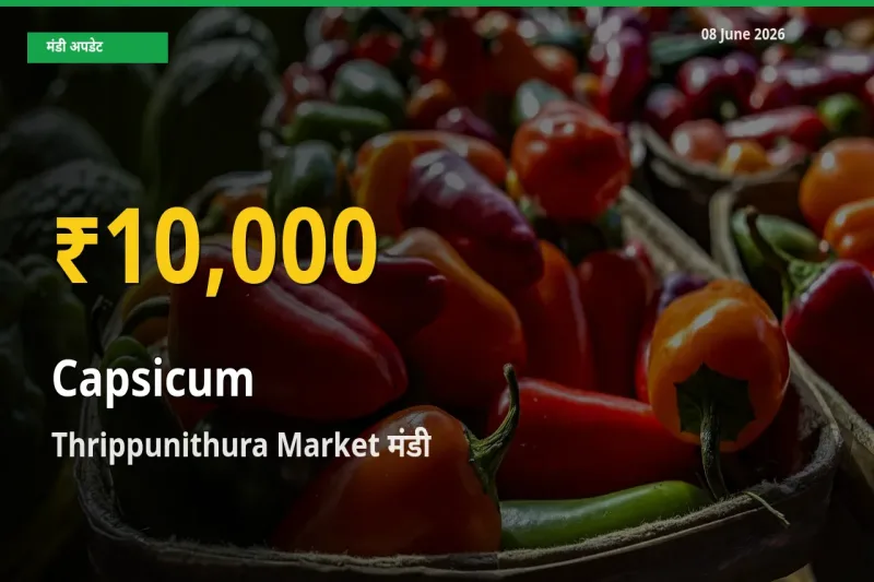 शिमला मिर्च के दामों ने बनाया नया रिकॉर्ड, Thrippunithura Market में तेज़ी