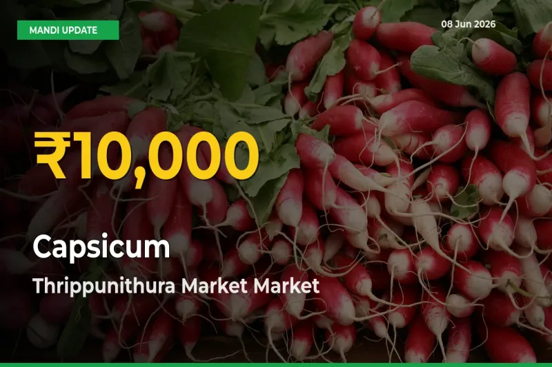 Thrippunithura Market Leads as Capsicum Hits Highest Rate – June 08 Update