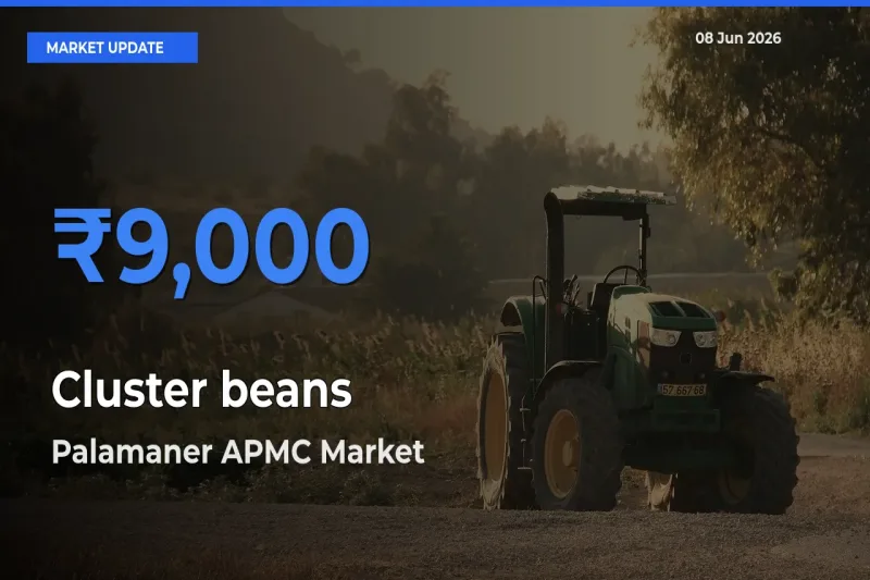 Palamaner APMC Tops Cluster beans Rates – June 08 Market Update
