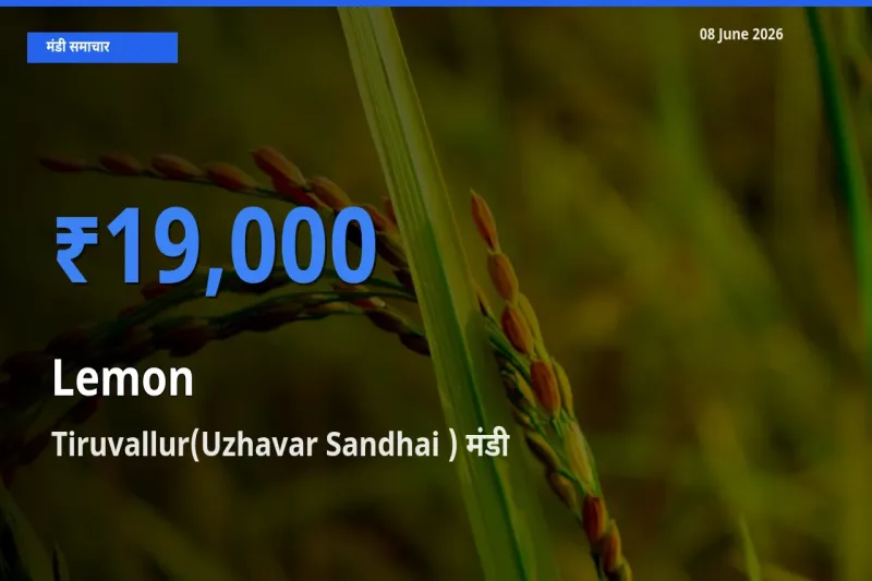 आज का मंडी भाव: नींबू के सबसे ज़्यादा दाम Tiruvallur(Uzhavar Sandhai ) में