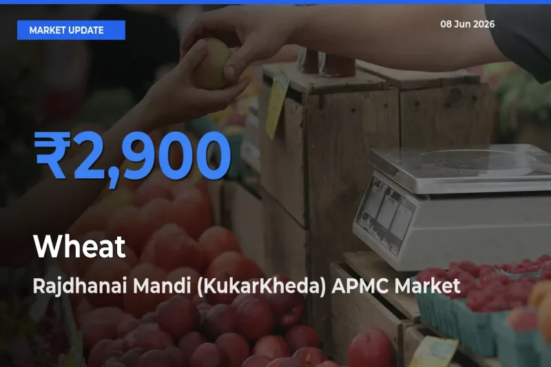Rajdhanai Mandi (KukarKheda) APMC Offers ₹2,900 – Highest Wheat Rate Today