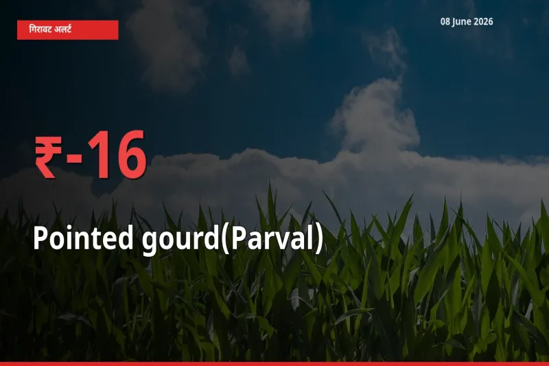 स्थानीय मंडी में परवल के दाम अचानक 16.38% गिरे, किसानों की चिंता बढ़ी