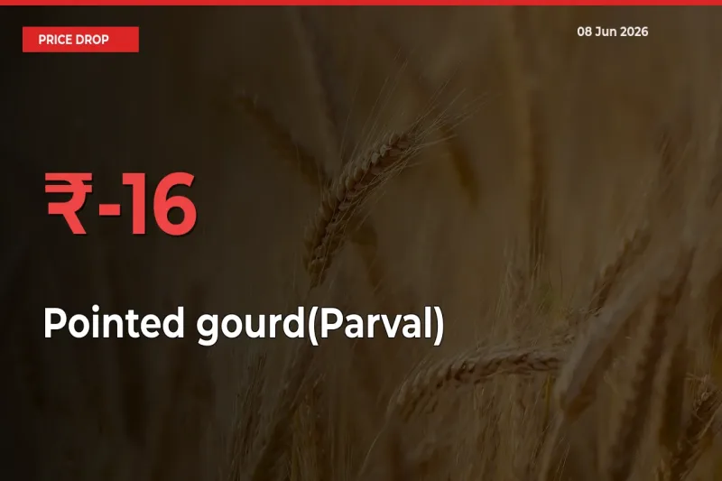 Pointed gourd(Parval) Prices Drop 16.38% – June 08 Market Update from Mandis