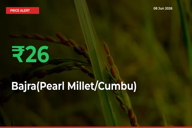 Bajra(Pearl Millet/Cumbu) Rises 25.72% at Mandis