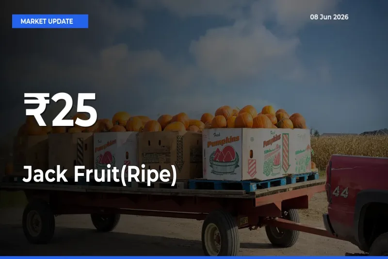 Jack Fruit(Ripe) Mandi Trend Today: Prices Shift Across Multiple Markets