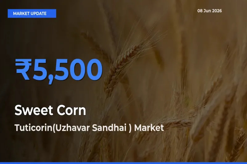 Top Performer! Tuticorin(Uzhavar Sandhai ) Offers Best Sweet Corn  Price Today