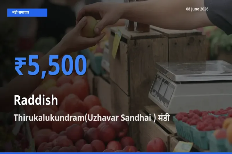 08 June अपडेट: मूली के सबसे ऊँचे दाम Thirukalukundram(Uzhavar Sandhai ) मंडी में