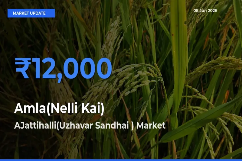 AJattihalli(Uzhavar Sandhai ) Leads as Top Mandi for Amla(Nelli Kai) Prices