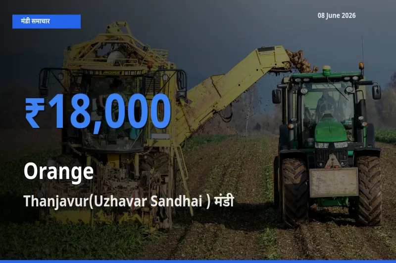 Thanjavur(Uzhavar Sandhai ) मंडी में संतरा ₹18,000 पर पहुँचा – आज का सर्वोच्च भाव