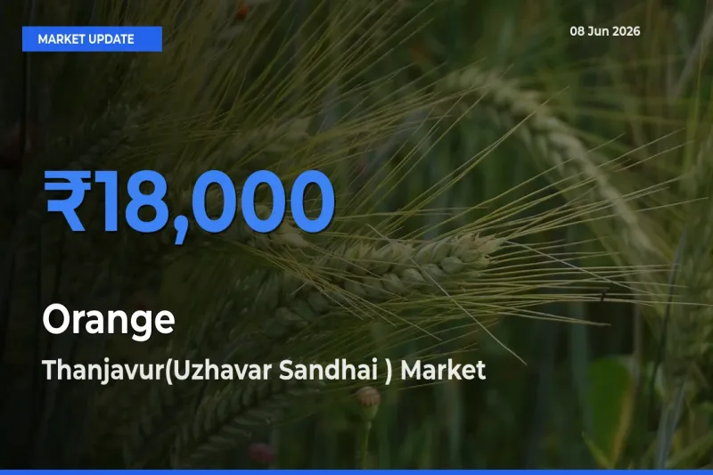 Market Watch: Thanjavur(Uzhavar Sandhai ) Becomes Top Mandi for Orange