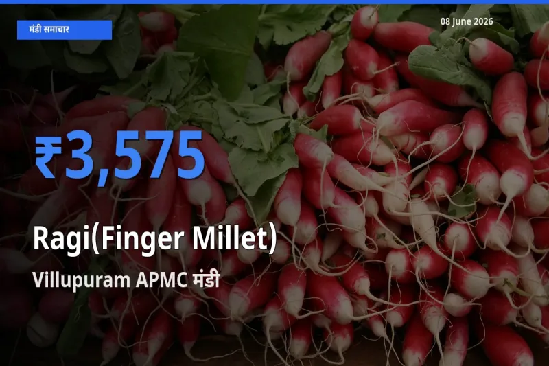 आज रागी के सबसे ऊँचे दाम ₹3,575 Villupuram APMC मंडी में