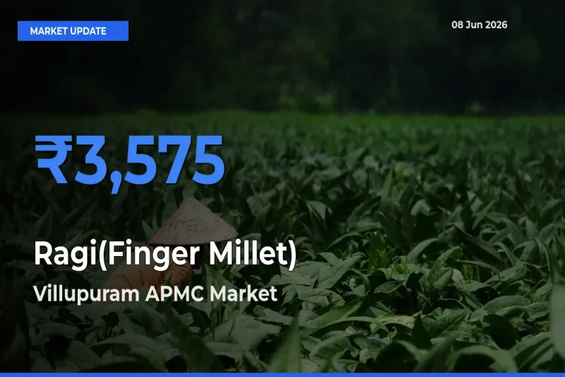 Villupuram APMC Tops Ragi(Finger Millet) Rates – June 08 Market Update