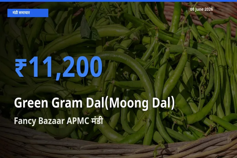 Fancy Bazaar APMC मंडी में आज मूंग दाल के सबसे ऊँचे दाम दर्ज