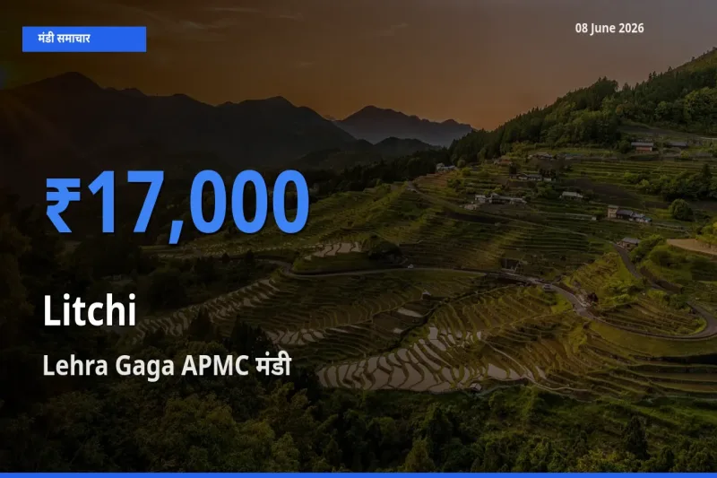 बाज़ार संकेत: Lehra Gaga APMC बना लीची के लिए आज की टॉप मंडी