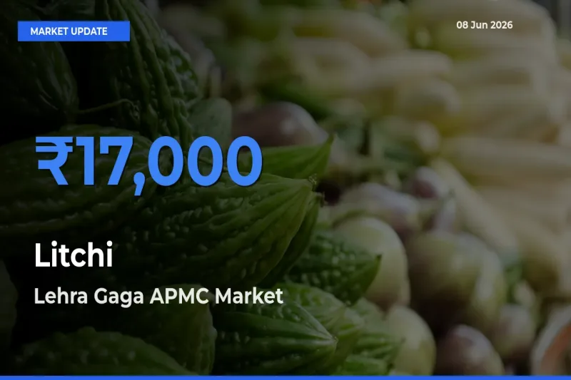 Litchi Mandi Rate Today: Lehra Gaga APMC Tops the List