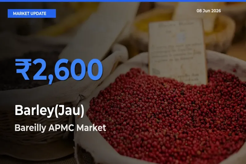 Bareilly APMC Offers ₹2,600 – Highest Barley(Jau) Rate Today