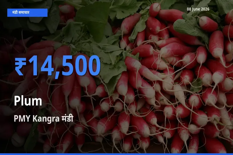 आज का मंडी भाव: आलूबुखारा के सबसे ज़्यादा दाम PMY Kangra में