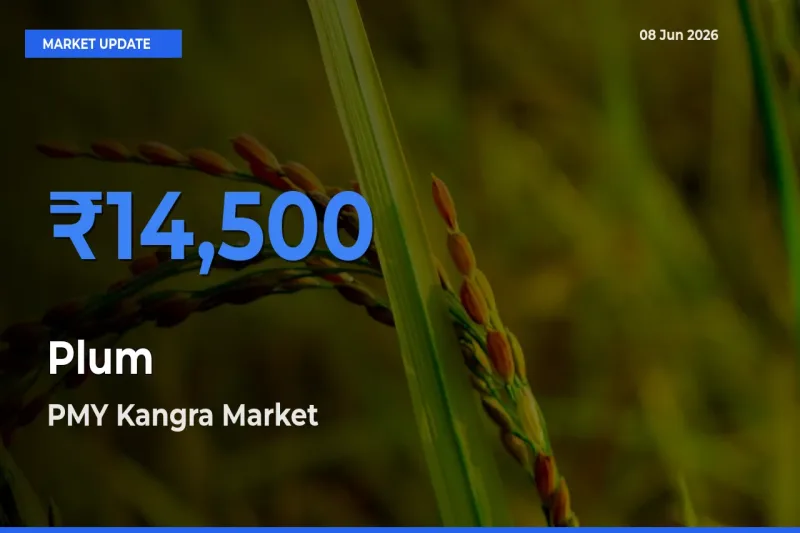 Market Watch: PMY Kangra Becomes Top Mandi for Plum