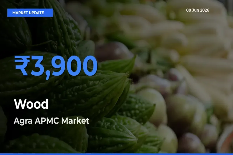 Agra APMC Tops Wood Mandi Rates Today