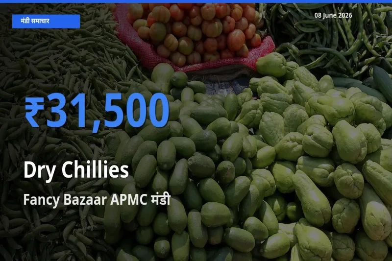 किसानों की पसंद बना Fancy Bazaar APMC, सूखी लाल मिर्च के सबसे अच्छे दाम