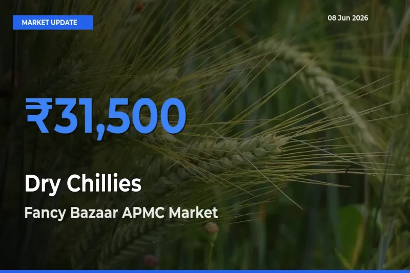 Fancy Bazaar APMC Tops Dry Chillies Rates – June 08 Market Update