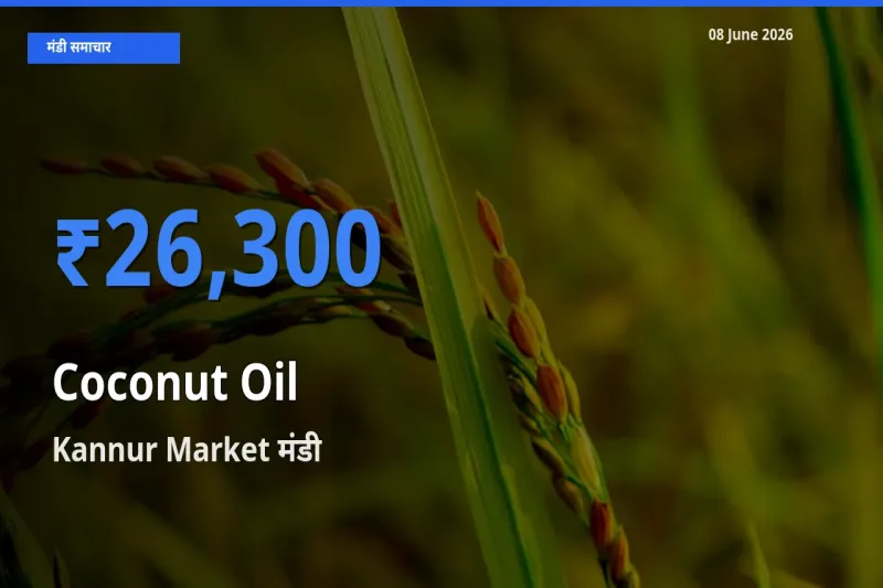 बाज़ार संकेत: Kannur Market बना नारियल का तेल के लिए आज की टॉप मंडी